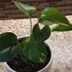 Meet your Posher, Lucy